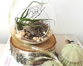 Hanging air plant terrarium // glass orb // Home and Living // Indoor Garden // sea urchin // sea fan
