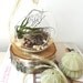 Hanging air plant terrarium // glass orb // Home and Living // Indoor Garden // sea urchin // sea fan