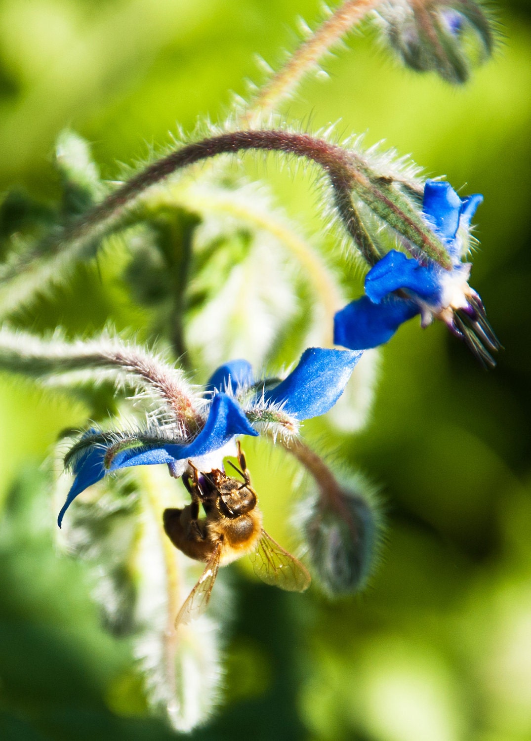 Nature Photography - Blank Card - Borage and Bee