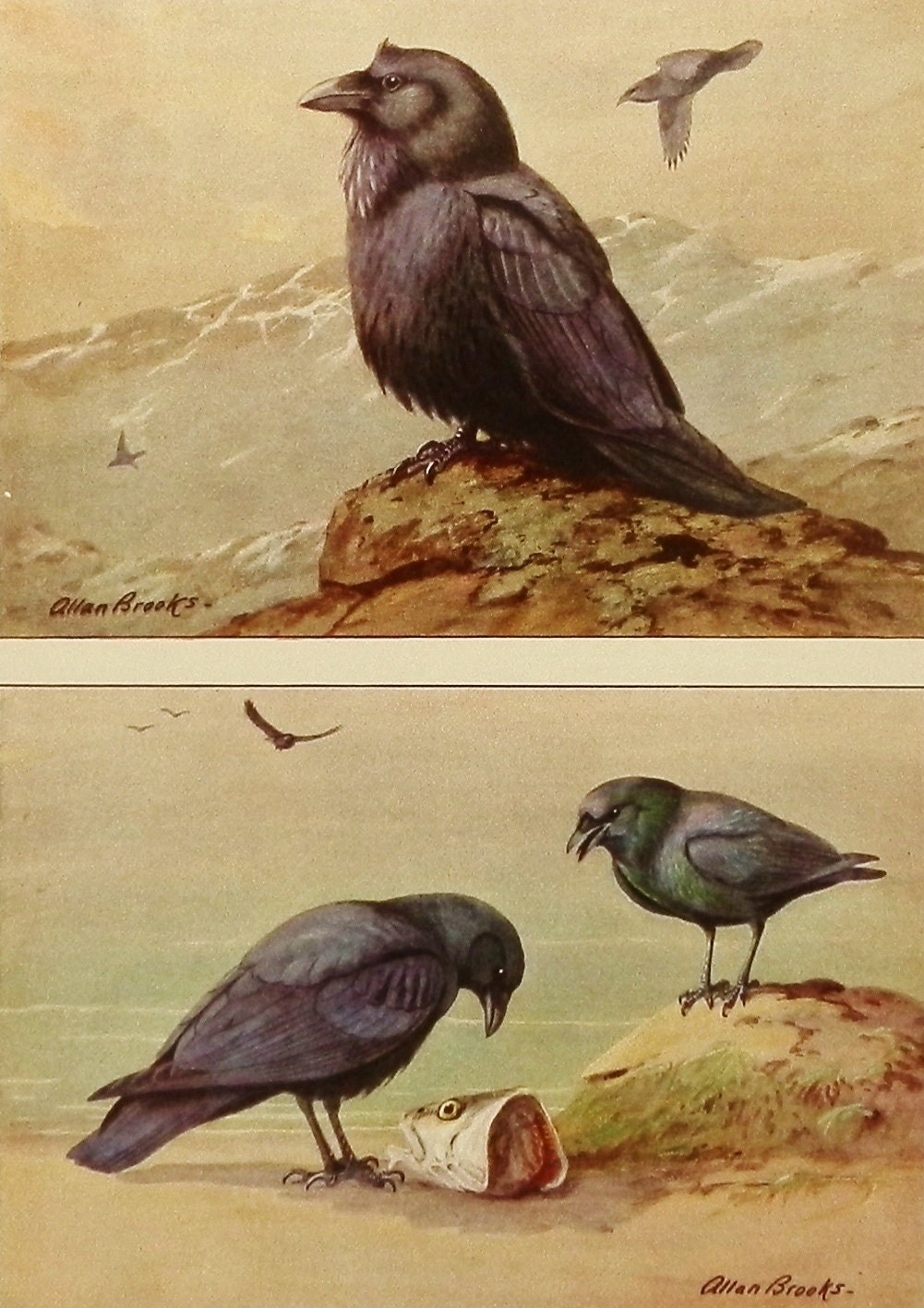SALE 1930s Black Raven & Crow, Antique Bird Print Bird Decor (Vintage Allan Brooks Wall Art, Illustration Book Plate No. 113-2)