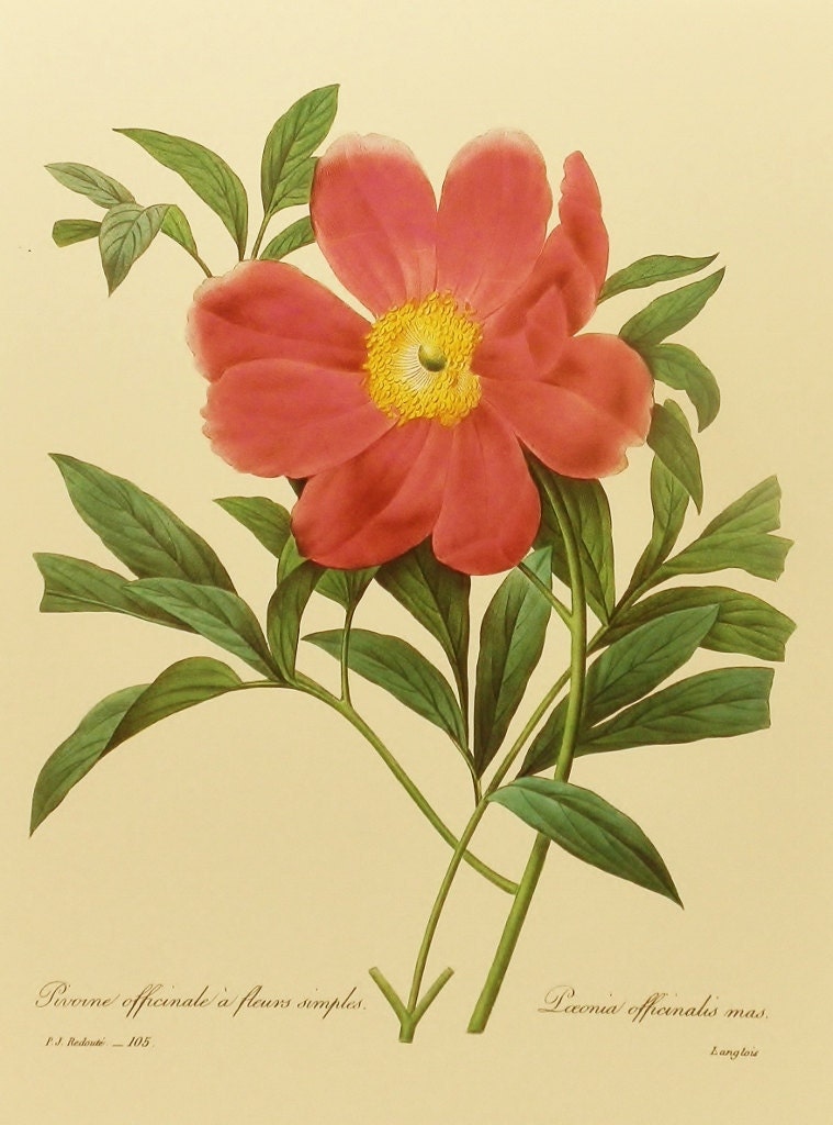 Vintage Peony Art, French Country Home Decor, Pierre Joseph Redoute Flower Print, Botanical Illustration, Book Plate No. 105