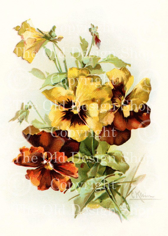 YELLOW RUST PANSIES Catherine Klein Vintage Flowers Digital Image for Cardmaking Scrapbooking Altered Art Mixed Media