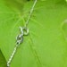 Sterling Silver Chain 18" Upgrade addition
