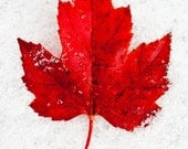 Red Autumn Leaf in the Snow- 8 x 10 Photography Art Print