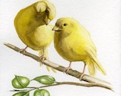 Yellow canary bird painting 5X7 prints from original watercolor painting pet birds home and garden birds earthspalette - Earthspalette