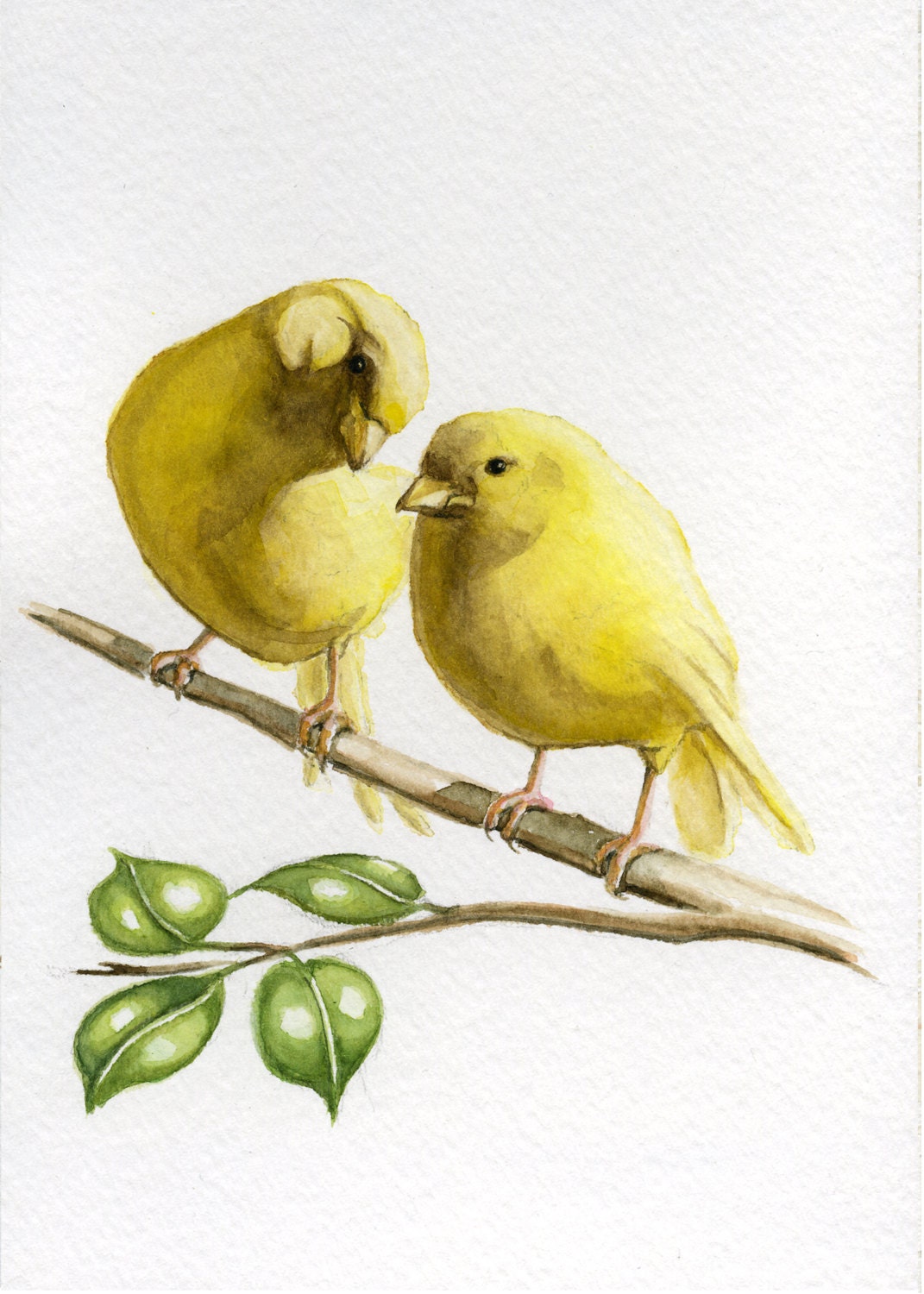 yellow canary