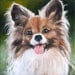 Oil Painting, Papillon Painting, Animal Art, Painting of Dogs