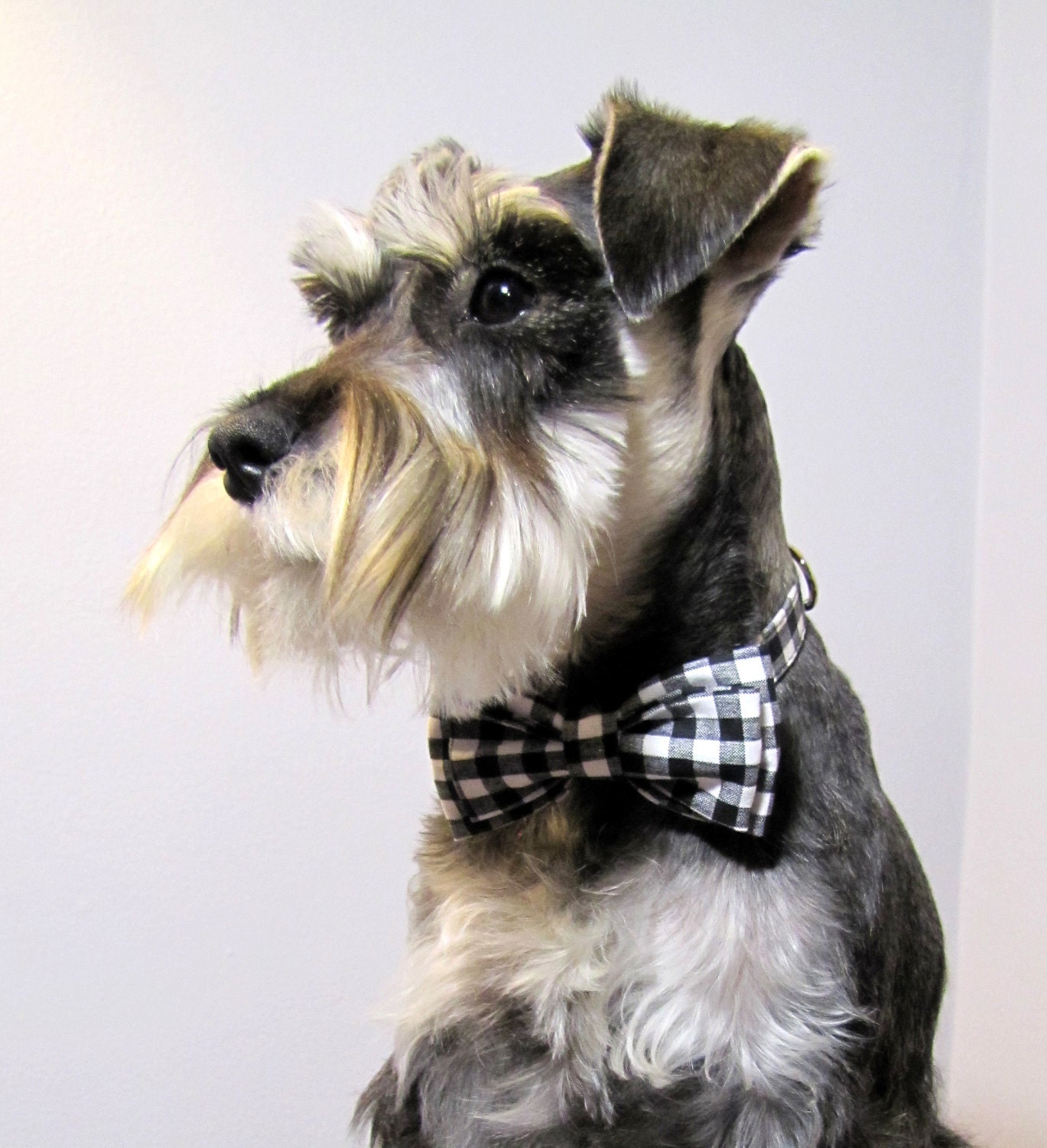 Gingham - Bowtie Adjustable Dog Collar - playfulpup