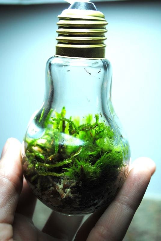The bright idea terrarium with live ecosystem desk object