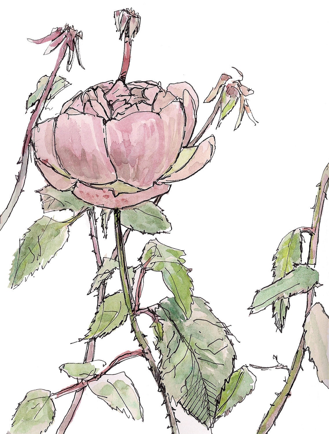 Pink rose painting, room decor, childrens room,  fine art print 8x10.