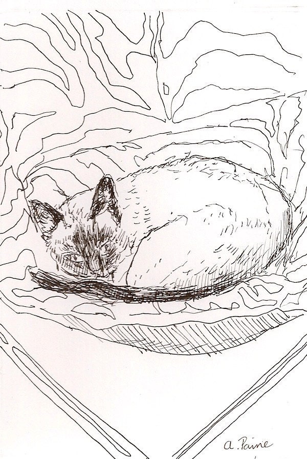 Fine art card set of five,  giclee of Kitty Cat  sleeping 5.5x4.25