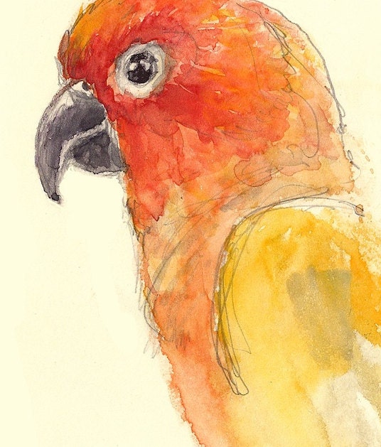Sun conure wall art kids wall decor nursery children room decor archival print signed giclee bird art print, 8.5x11 Orange yellow