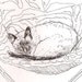 Fine art card set of five, giclee of Kitty Cat sleeping 5.5x4.25