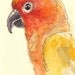 Sun conure wall art kids wall decor nursery children room decor archival print signed giclee bird art print, 8.5x11 Orange yellow