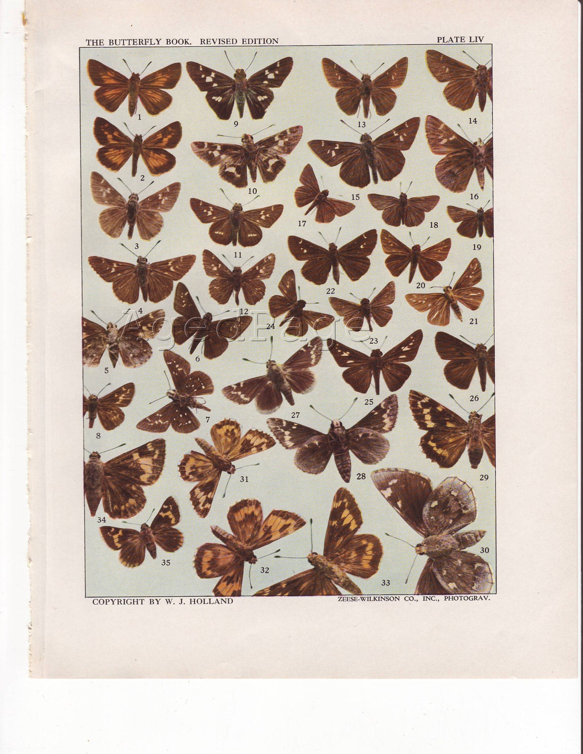 Vintage Insect Print, Antique Butterfly Specimen Chart, Entomology Print to Frame, 1942, 50 to 75 Years Old, Natural History Book Plate LIV