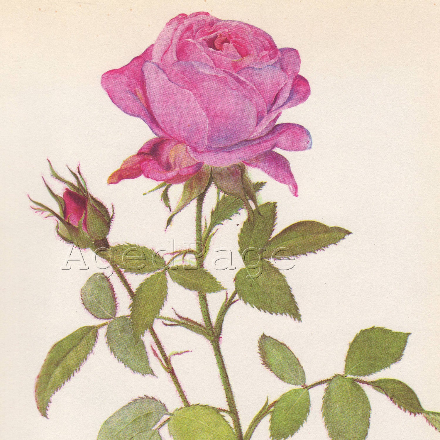 Vintage Botanical Print,   Art Illustration, Rose Series Wall Decor , Mrs John Laing