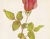 Vintage Botanical Print,  Rose Series Wall Decor,   Illustration , Comtesse Vandal