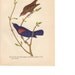 SALE Vintage 1936 Bird Print, Art Illustration, Wall Decor, Audubon Natural History Book Plate to Frame