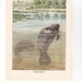 Vintage Animal Print to Frame,1930 Art Illustration, Wall Decor, Fuertes, Florida Manatee, 75 to 100 Years Old