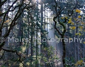 Early Morning Light, Trees in Fog, Fine Art Photography signed matted 5x7 print