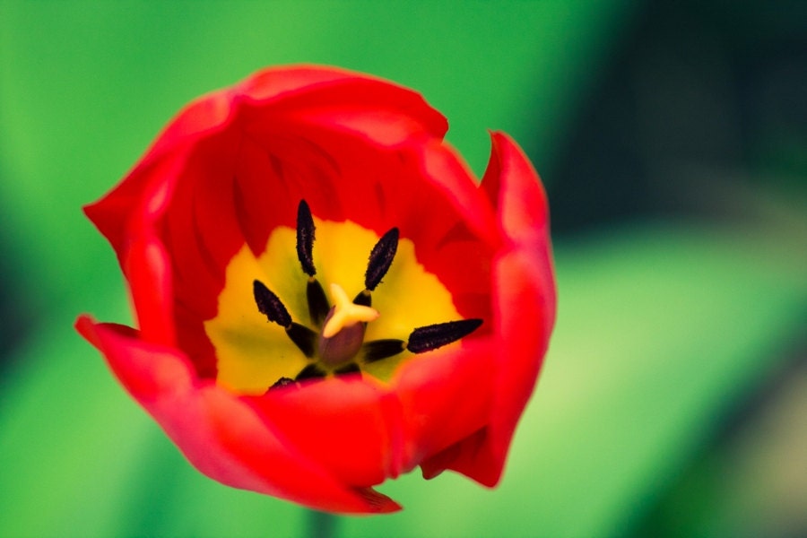 Flower Photography, Nature Photo, Red Tulip Photograph Print, Canvas or Photo Paper Print 8x12 or 8x10