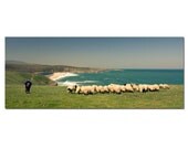 Fine Art Photography Panorama, Sheep Herd and Shepherd by the Sea, Wall Decor Print 8x20