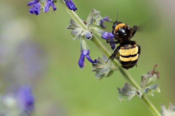 Blank Greeting Card - Bumble Bee and Mealy Blue Sage