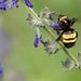 Blank Greeting Card - Bumble Bee and Mealy Blue Sage