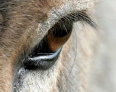 Donkey Photography Farm Animal Eye Photo Gray Burro Picture 5x7 Fine Art Print - NatureVisionsToo