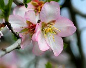 Pink Apple Blossoms Photo Flower Photography Nature Wall Art 8x10 Fine Art Print