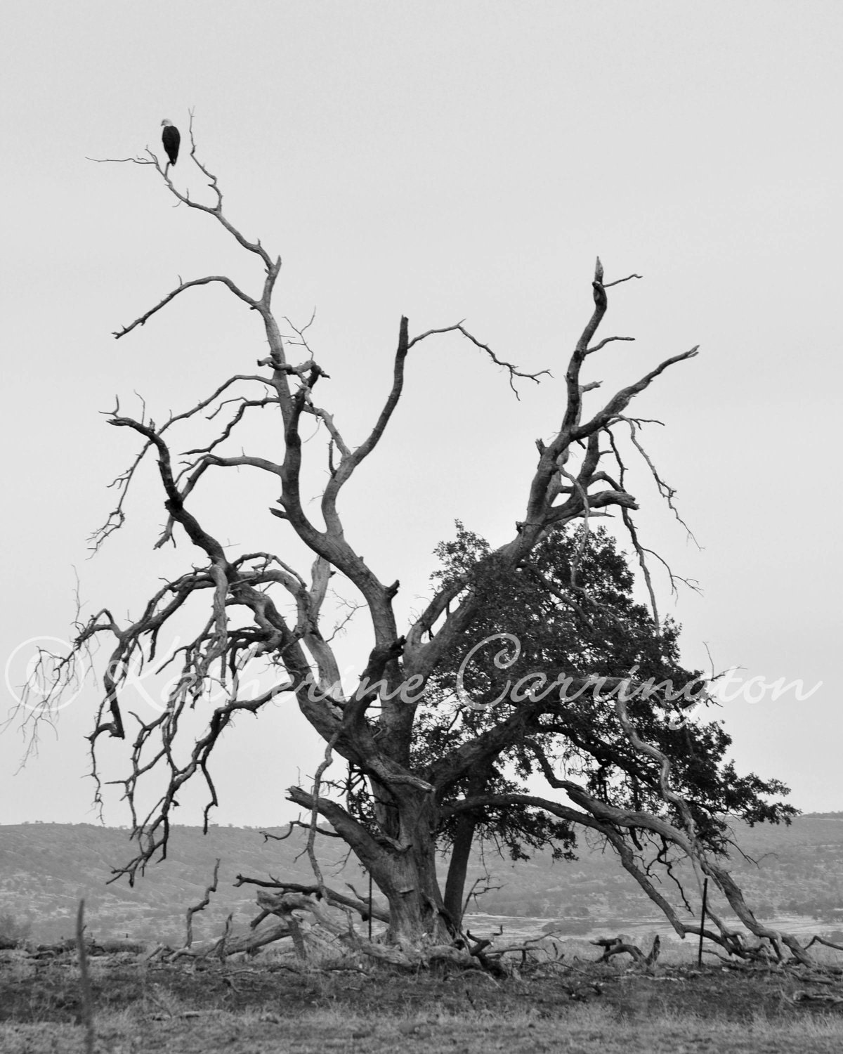 Bald Eagle - 8x10 Black and White Nature Fine Art Photography - Other Sizes Avalable