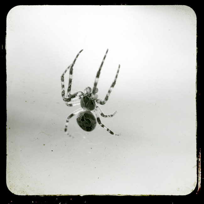 TTV Photograph, Black and White Photo, Monochrome Print, Spider, Halloween Home Decor, Fine Art Print, Gray