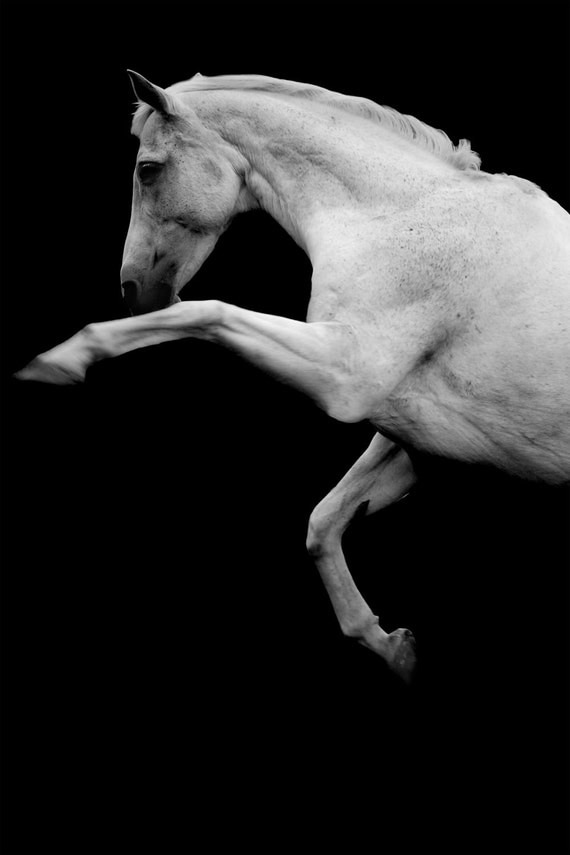 Horse photo, black and white fine art photo print, 'the horse' animal photo, 18x12 IN STOCK
