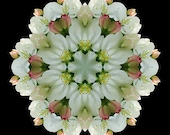 Flower Mandala Energy Art - Awakening in Your Spiritual Heart
