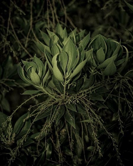 Nature photography, dark green print, close up of beautiful leaves, green and black tones, in garden, 8x10" size - JoannasFoto