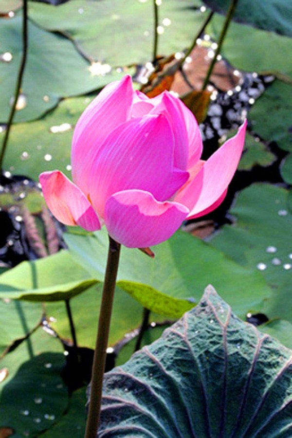 Pink Lotus Flower - Flower Photography - Bali Indonesia - Fine Art Photo Matted - Exotic Water Lily - Nature Photography