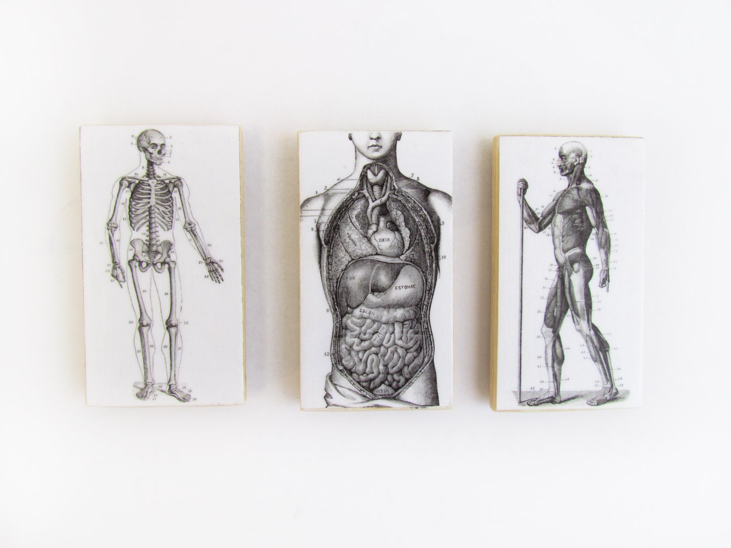 Set of 3 Magnets Vintage Anatomical Images - Mid Section Muscle Origin Skeletal