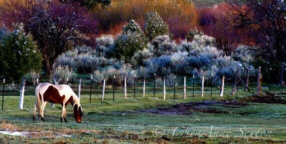 Pinto Pony after a spring snowstorm in the Meadow panoramic photograph 5x10