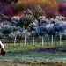 Pinto Pony after a spring snowstorm in the Meadow panoramic photograph 5x10