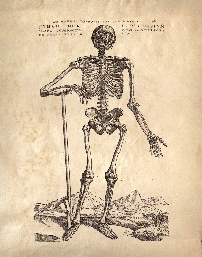 12x16 Vintage Anatomy. Standing Skeleton. Human Body. Bones - 008
