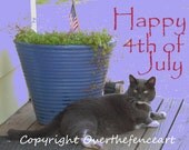 Cat Photography Grey and White Tuxedo Cat Celebrates the 4th of July Patriotic Print