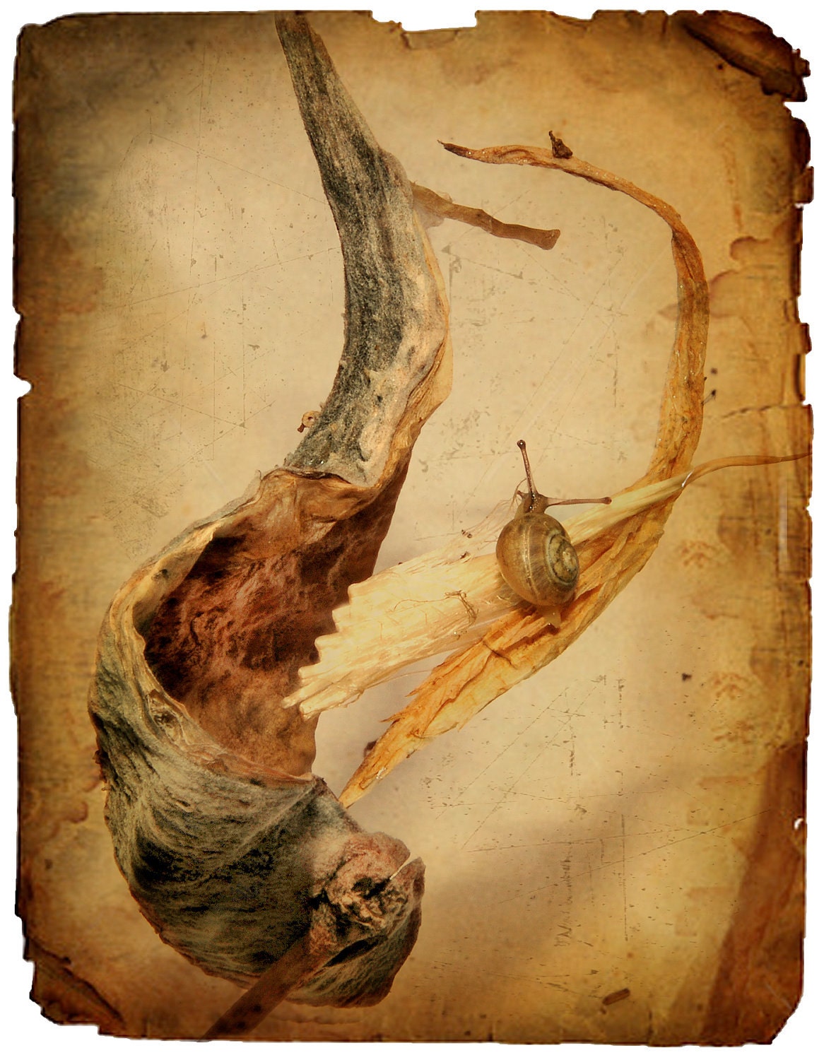 nature photography, still life, snail, cottage chic, shabby chic, milkweed, sepia, tan, brown, soft, nature, Fine Art Print 11x14