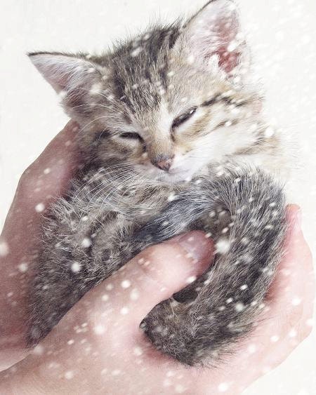 Kitten Photography, Nursery Decor, Kitten in the Snow, Baby Animal Art, Grey White Wall Art, Cute, Snowing 8x10 Print