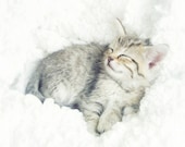 Kitten Photography, Nursery Decor, Kitten On a Cloud, Sleeping Kitten Photo, Sleeping Baby Animal Art, Cute Kitten Picture 8x10 Print