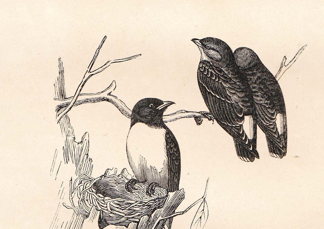 1854  Birds Antique Engraving Tropidorhynque and Artamus Ornithology Woodswallow Natural History Art