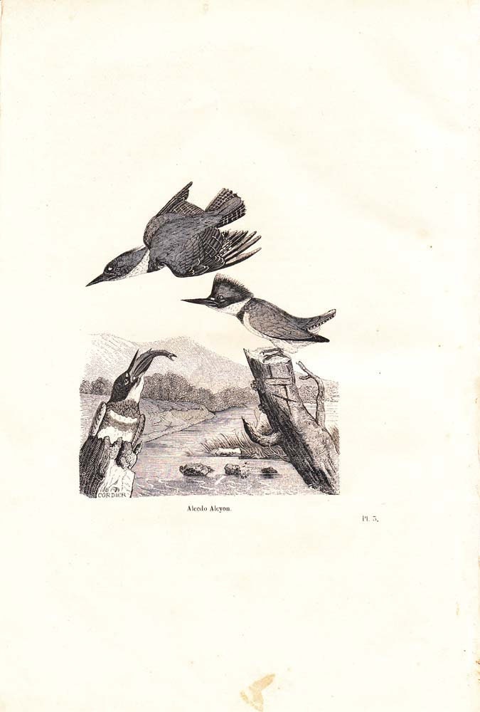 1854 Belted Kingfisher Engraving Birds Antique French Bird Print Alcedo Alcyon