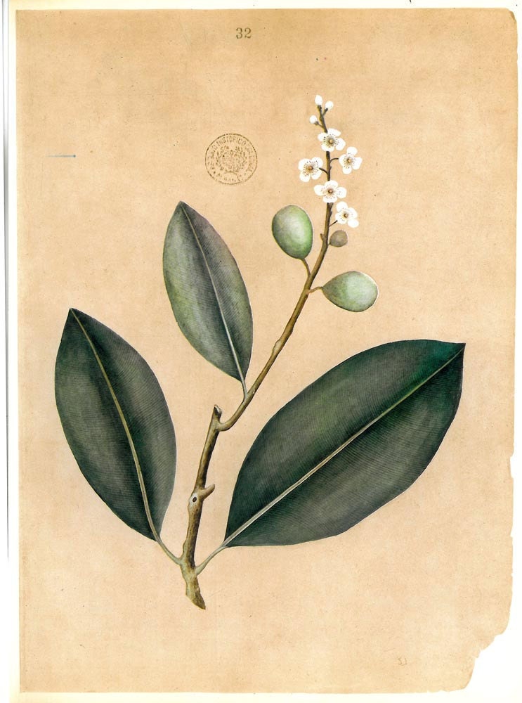 Botanical Art Print Plants Timor  Alexandrian laurel  Calophyllum inophyllum