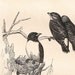1854  Birds Antique Engraving Tropidorhynque and Artamus Ornithology Woodswallow Natural History Art