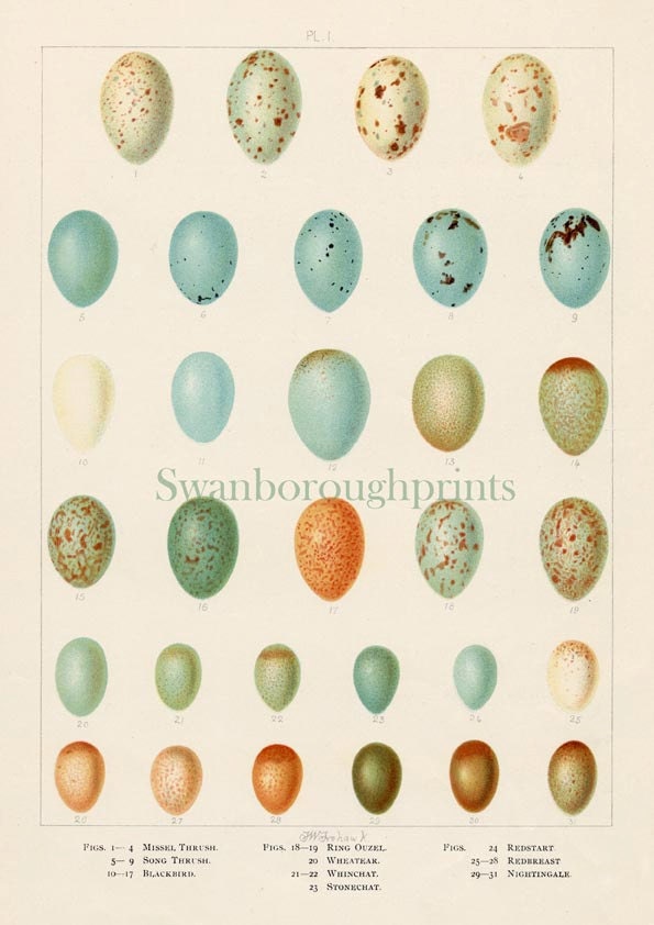 Birds Egg Print - Garden song birds - Song Bird Egg Print - Ornithologist - Twitcher - English garden birds