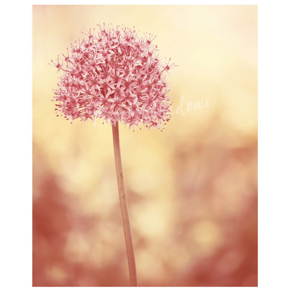Pink Flower Photography Download, cottage chic photo, Nursery Flower Photo, soft photography, dreamy, pastel pink flower 8 X10 inch